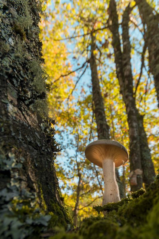 mushroom, perspective, nature, tree, forest, sky Diferent perspective фото превью