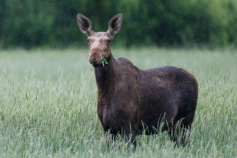 лось Ужин под дождем фото превью