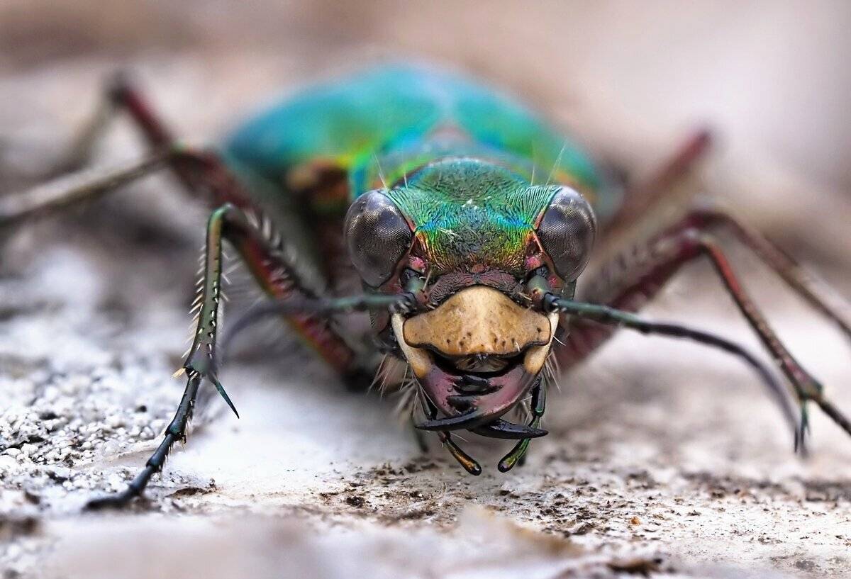 жук, скакун полевой, cicindela campestris, макро, портрет, Шипилова Татьяна