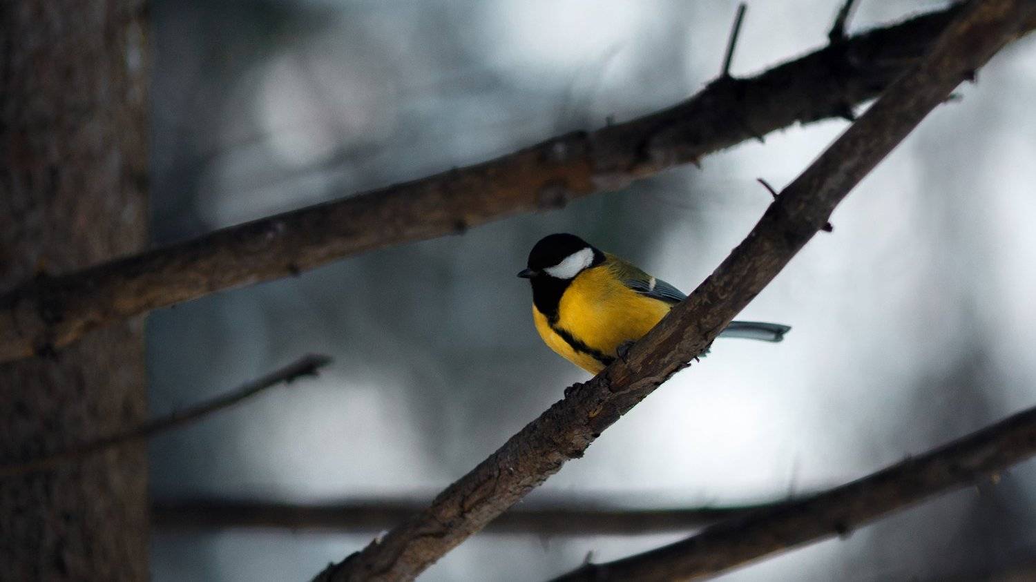 зима,сибирь,птицы, Цвелёв Дмитрий