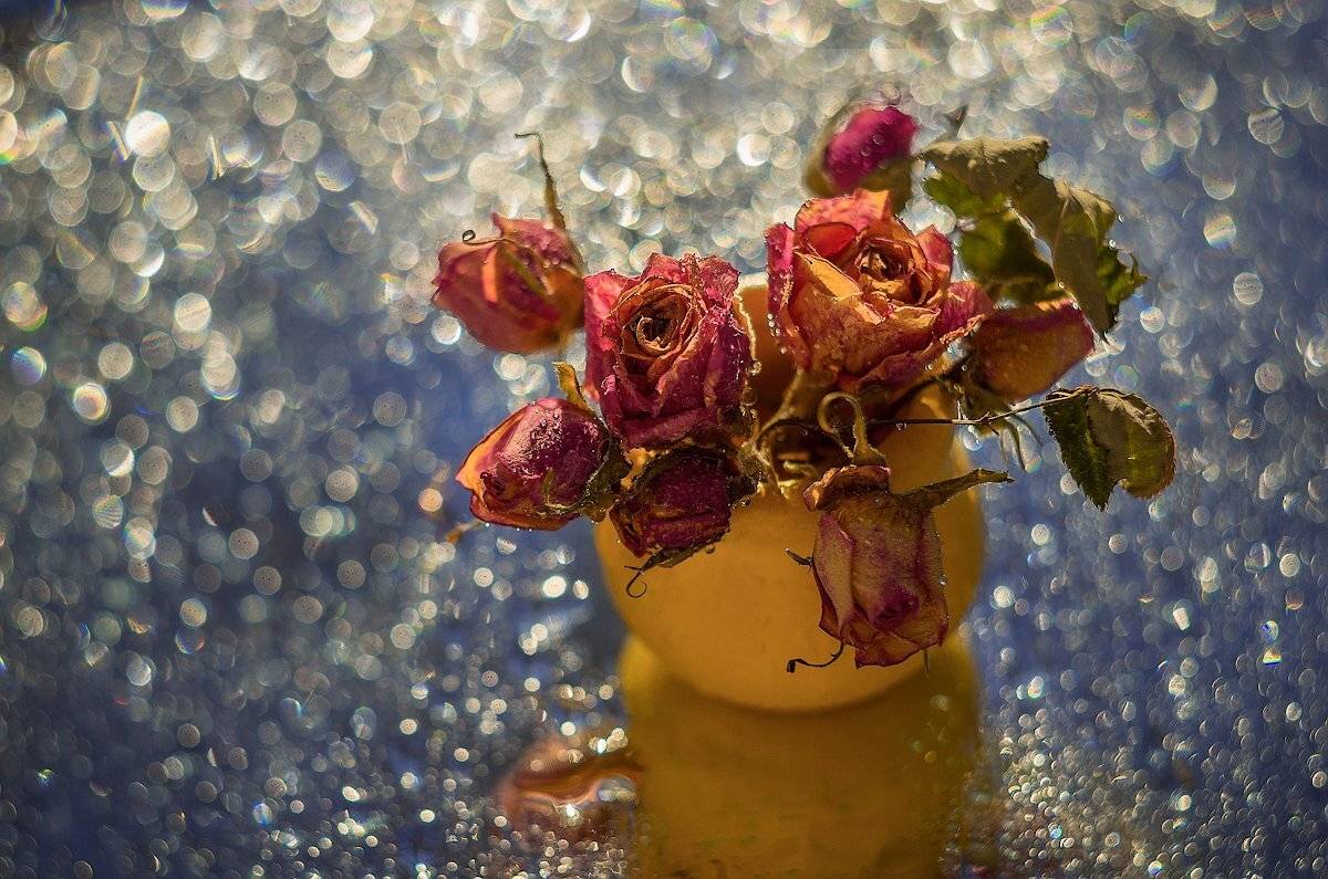 роса зеркало розы кувшин, Марина Мурашова