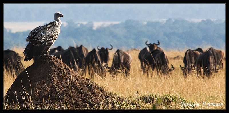 мир ПЕРНАТЫЙ МИР САВАННЫ фото превью