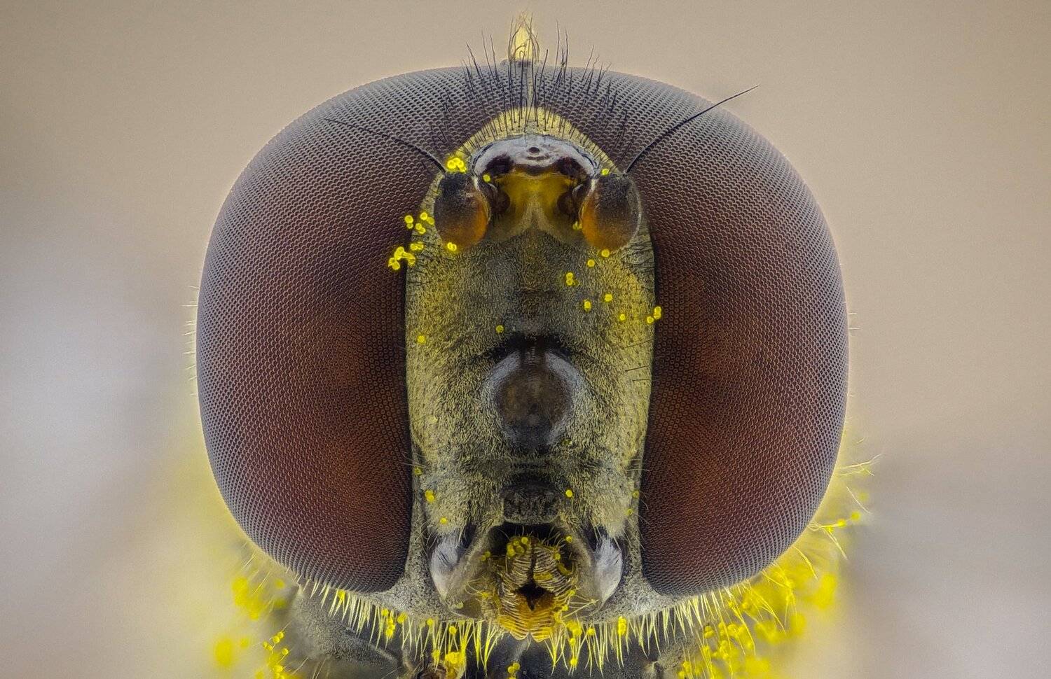 ceclii,macro,lgg4, extrememacro,  макро, Tsvetan Ganev