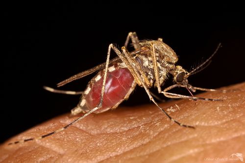 Culex pipiens