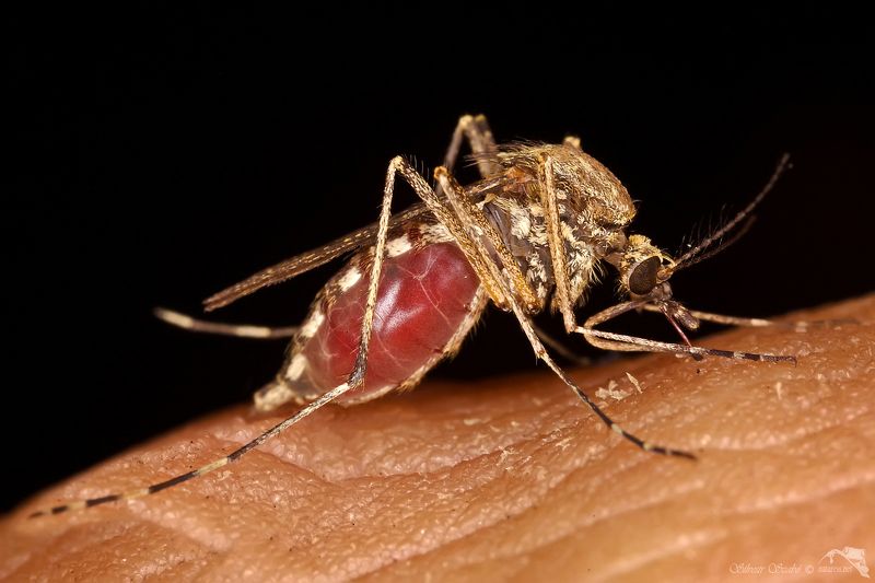 Culex pipiens Culex pipiens фото превью