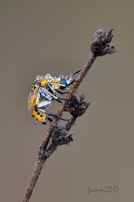 ДОСЕЛЕ НЕВИДАННАЯ фото превью