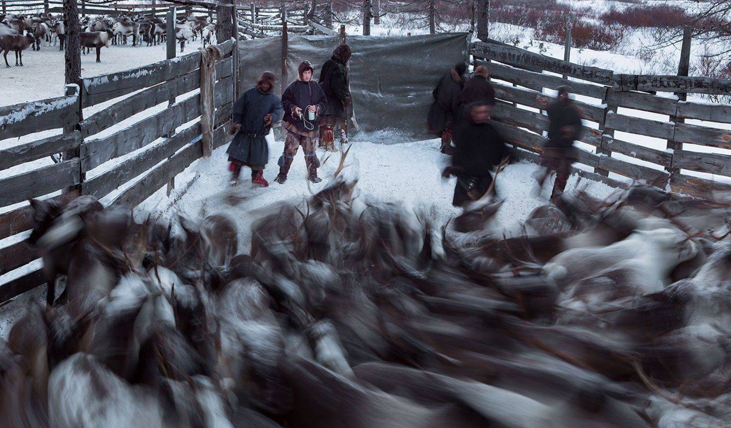 полярный урал, ямал, олени, оленеводы, Сергей Карпухин