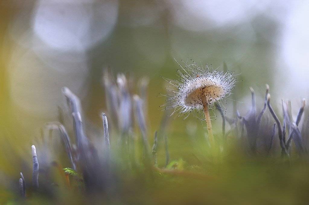 гриб,лес,мох,деревья,растения,натура,лето,фон,зеленый,коричневый,красиво,листва,пасмурно., Виктор Шнайдер