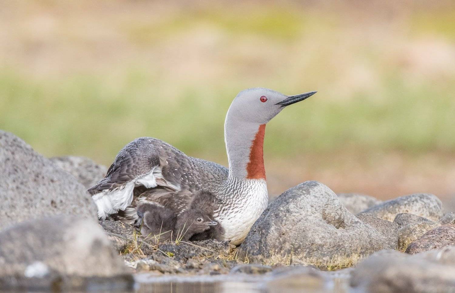 red-throated diver, gavia stellata, bird, bird family, Dominik Chrzanowski