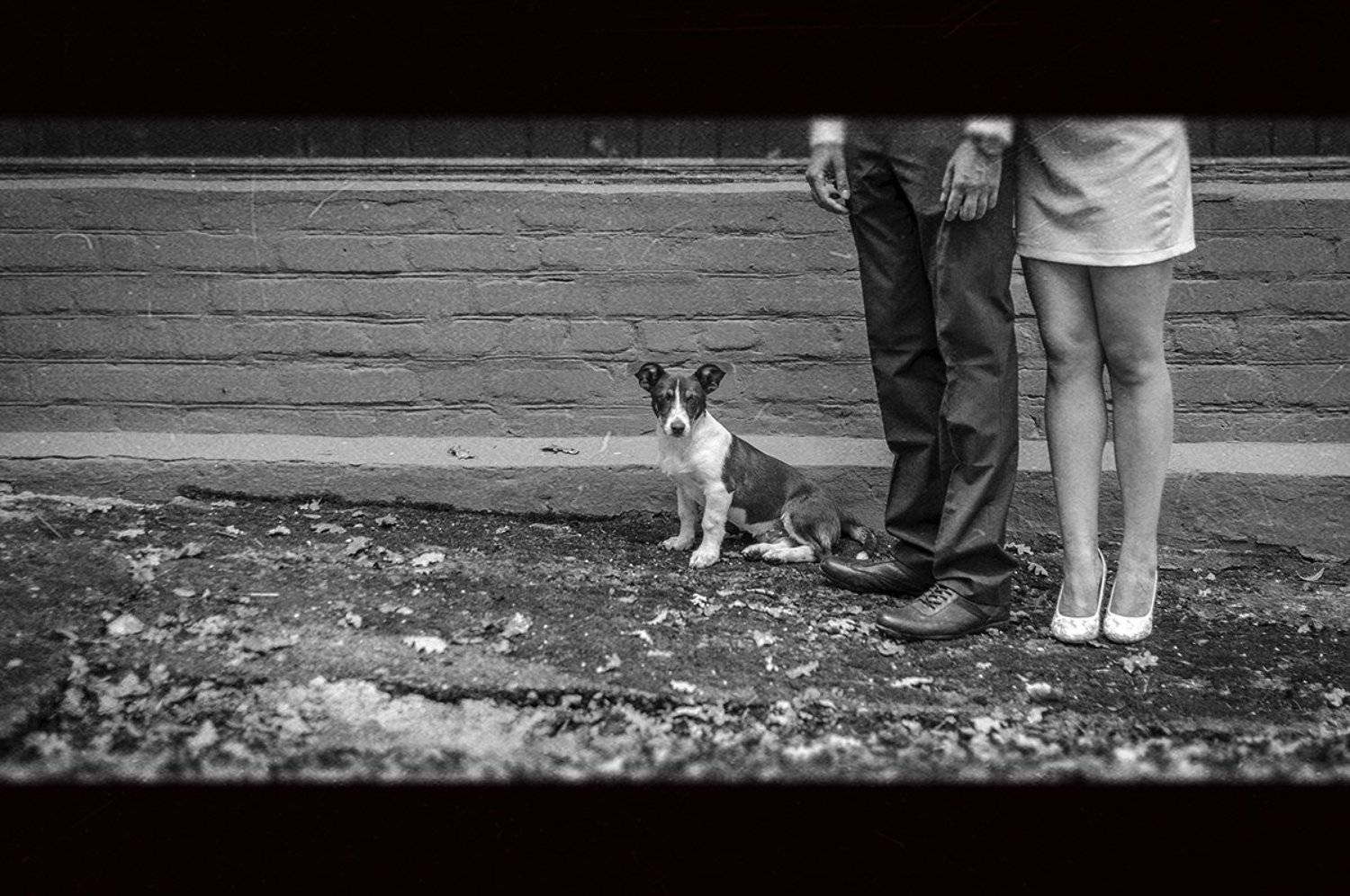 животные,собака,собачка,Ervitta Dog,девушка,мужчина,ноги,ножки,взгляд,парень,пес,ч/б,черно белое,фото,свадьба,стрит,стрит фото,репортаж,красота,, Кондратюк Андрей
