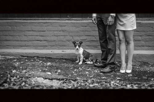 Собачка Эрвитта