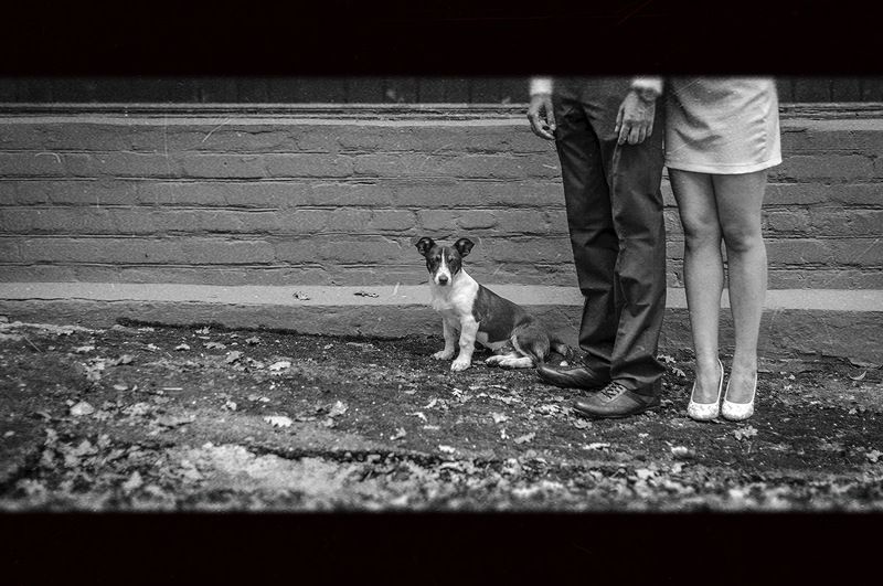 животные,собака,собачка,Ervitta Dog,девушка,мужчина,ноги,ножки,взгляд,парень,пес,ч/б,черно белое,фото,свадьба,стрит,стрит фото,репортаж,красота, Собачка Эрвитта фото превью