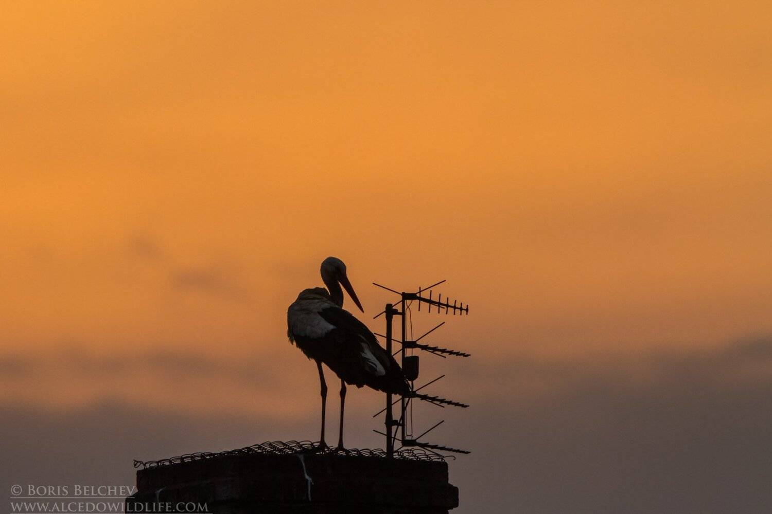 , Борис Белчев