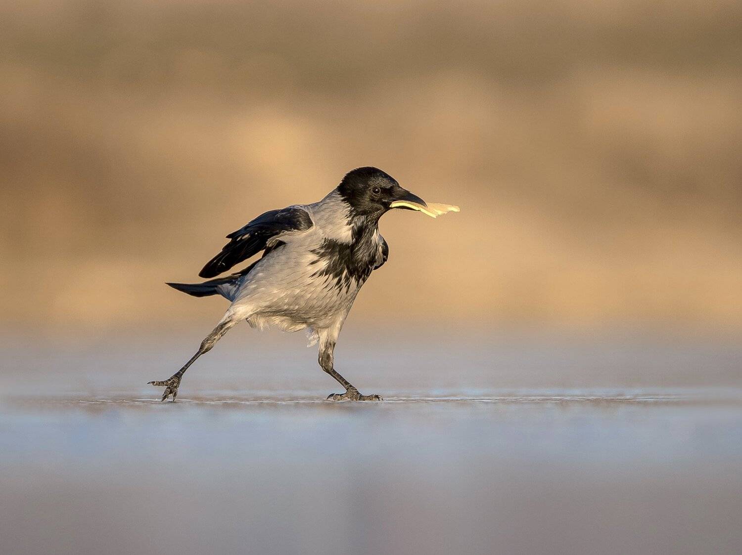 птицы,природа,зима,, Андрей Киселёв