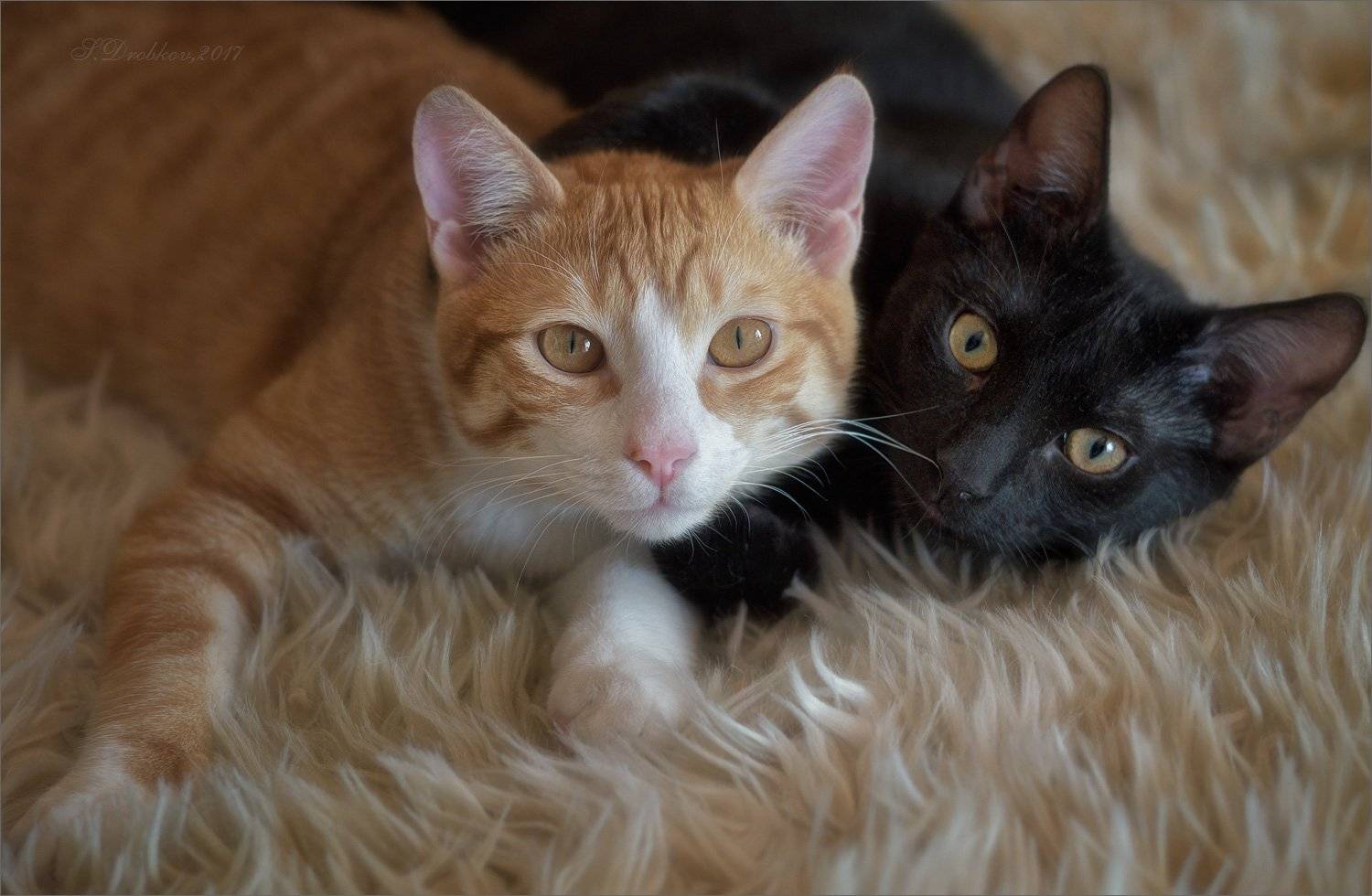 кошки, рыжий, портрет, чёрный, Sergey Drobkov