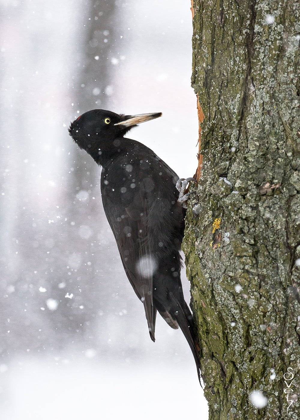 желна, леди, Байбекова Светлана