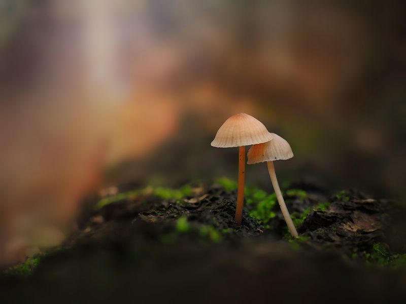 Будь рядом фото превью