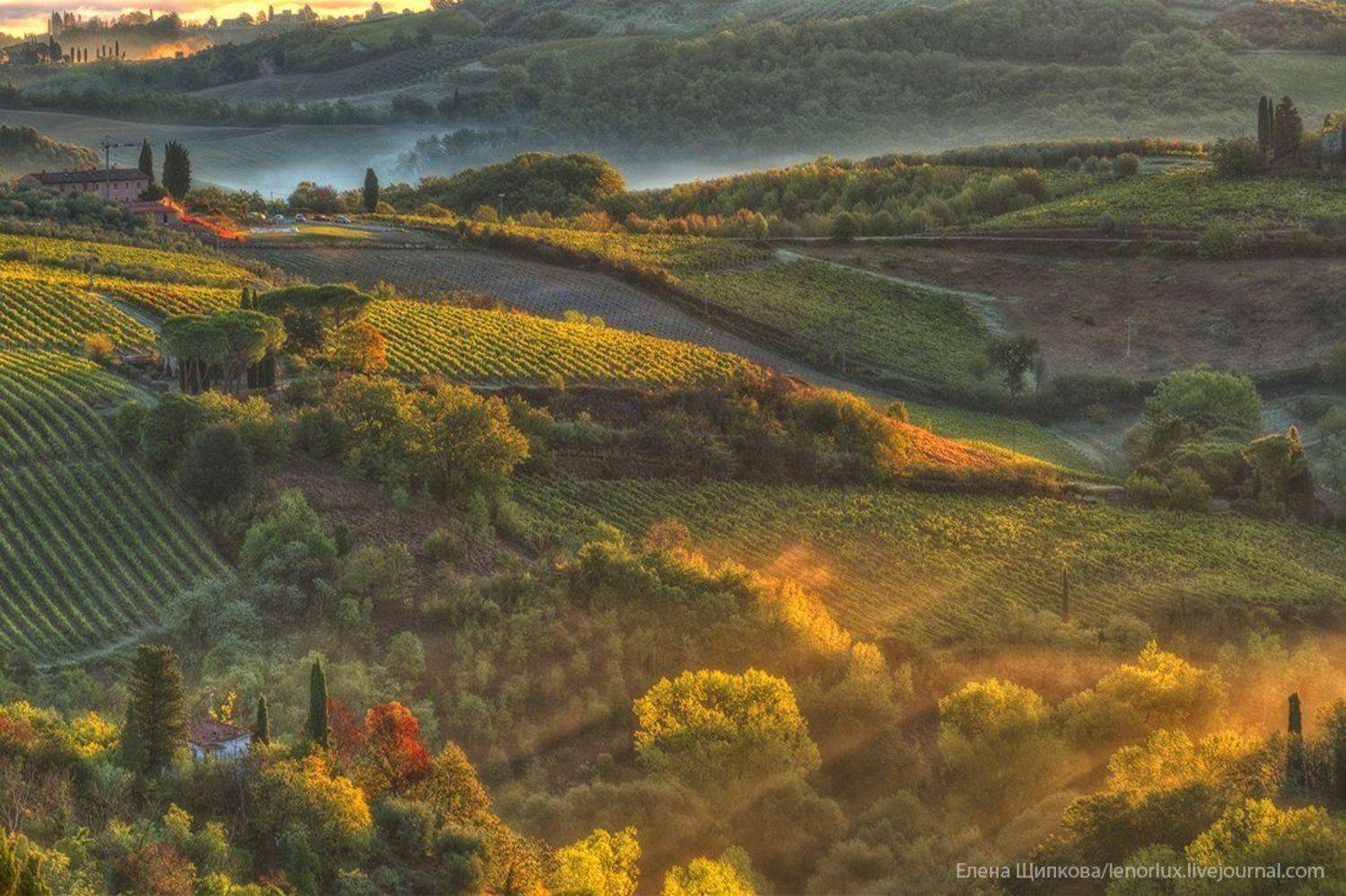 , Щипкова Елена