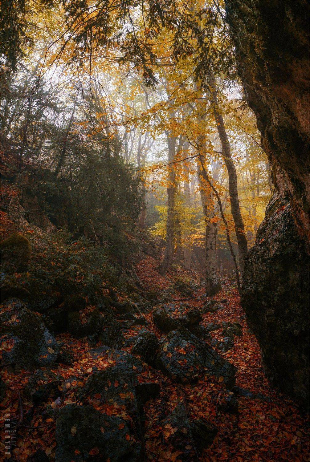 крым, чатыр-даг, тисовое ущелье, осень, лес, камни, туман, панорама., Семенюк Василий