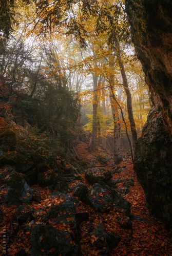 Осень в Тисовом ущелье.