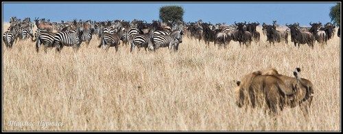ОБХОДЯ СВОИ ВЛАДЕНИЯ....