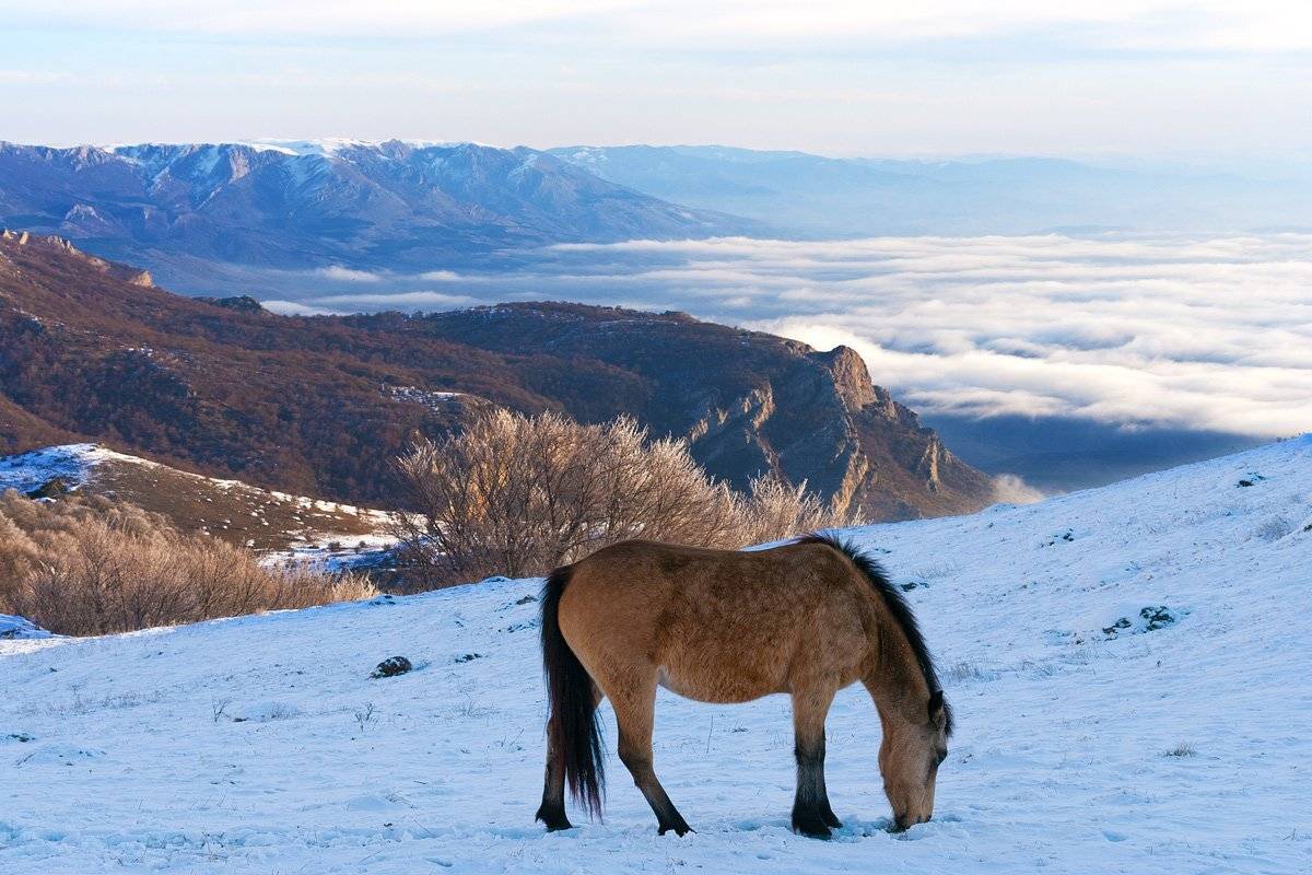 , Виталий Ра