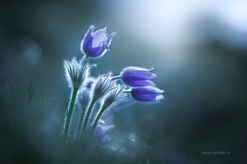 Прострел большой (Pulsatilla grandis )