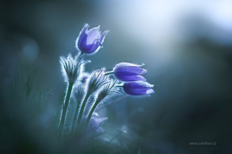 прострел большой,прострел,макро, цветок, цветы, природа, подробно, синий, zanfoar, nikon d7000, чешская республика,чехия Прострел большой (Pulsatilla grandis ) фото превью