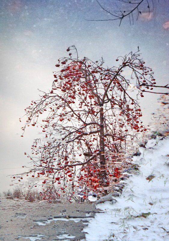рябина, отражение, лужа, осень, Курочкина Диана