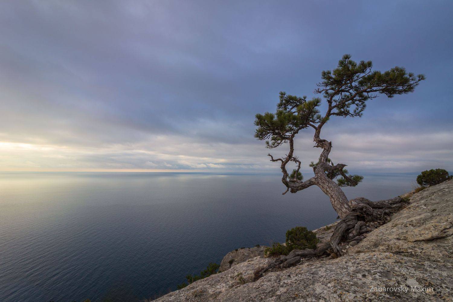 Сосна, новый свет, крым, Максим Забаровский