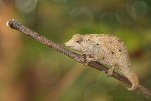chameleon