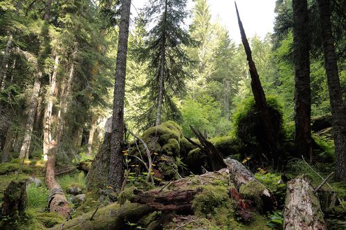 Тебердинский заповедник