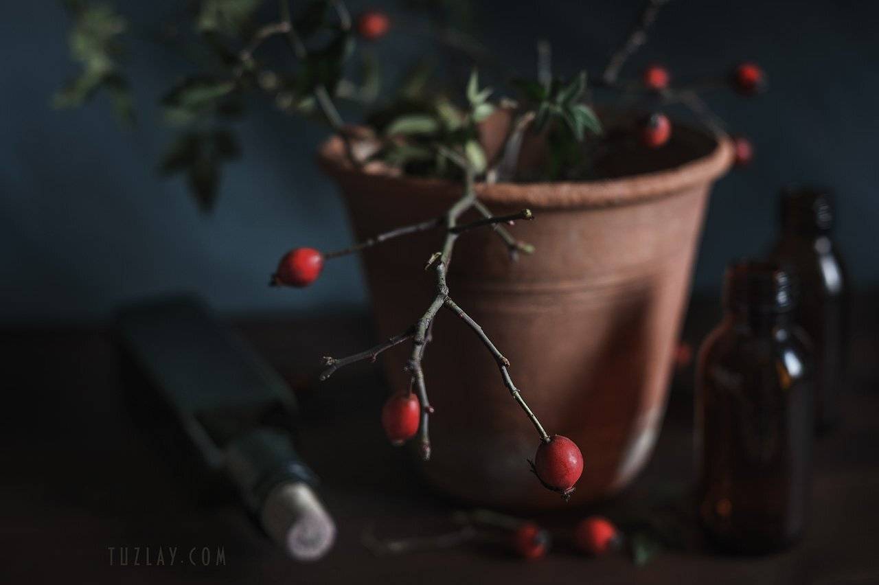 цветочный горшок, шиповник, бутыльки, Владимир Тузлай