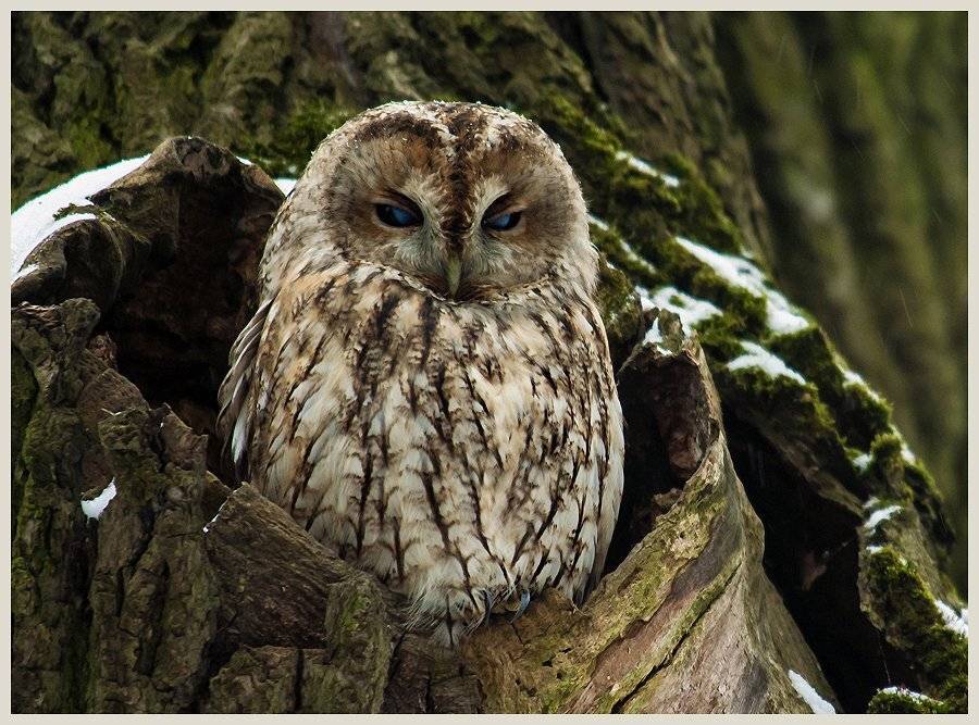 , Валерий Субачев