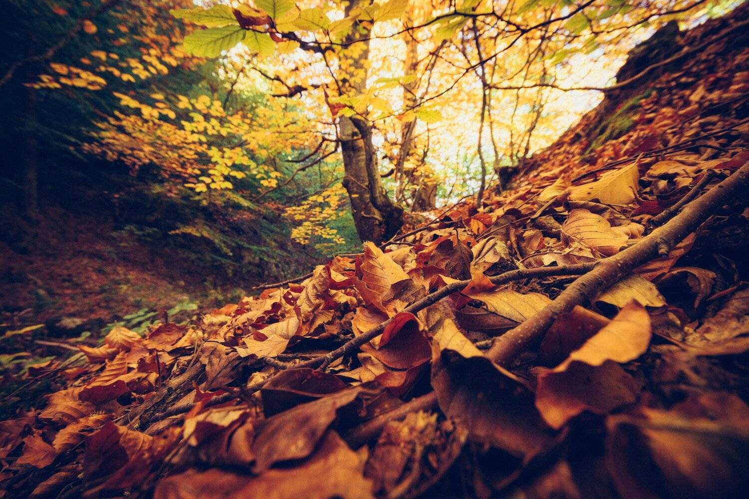 sony a 6000,sigma 10-20, Tihomir Petkov