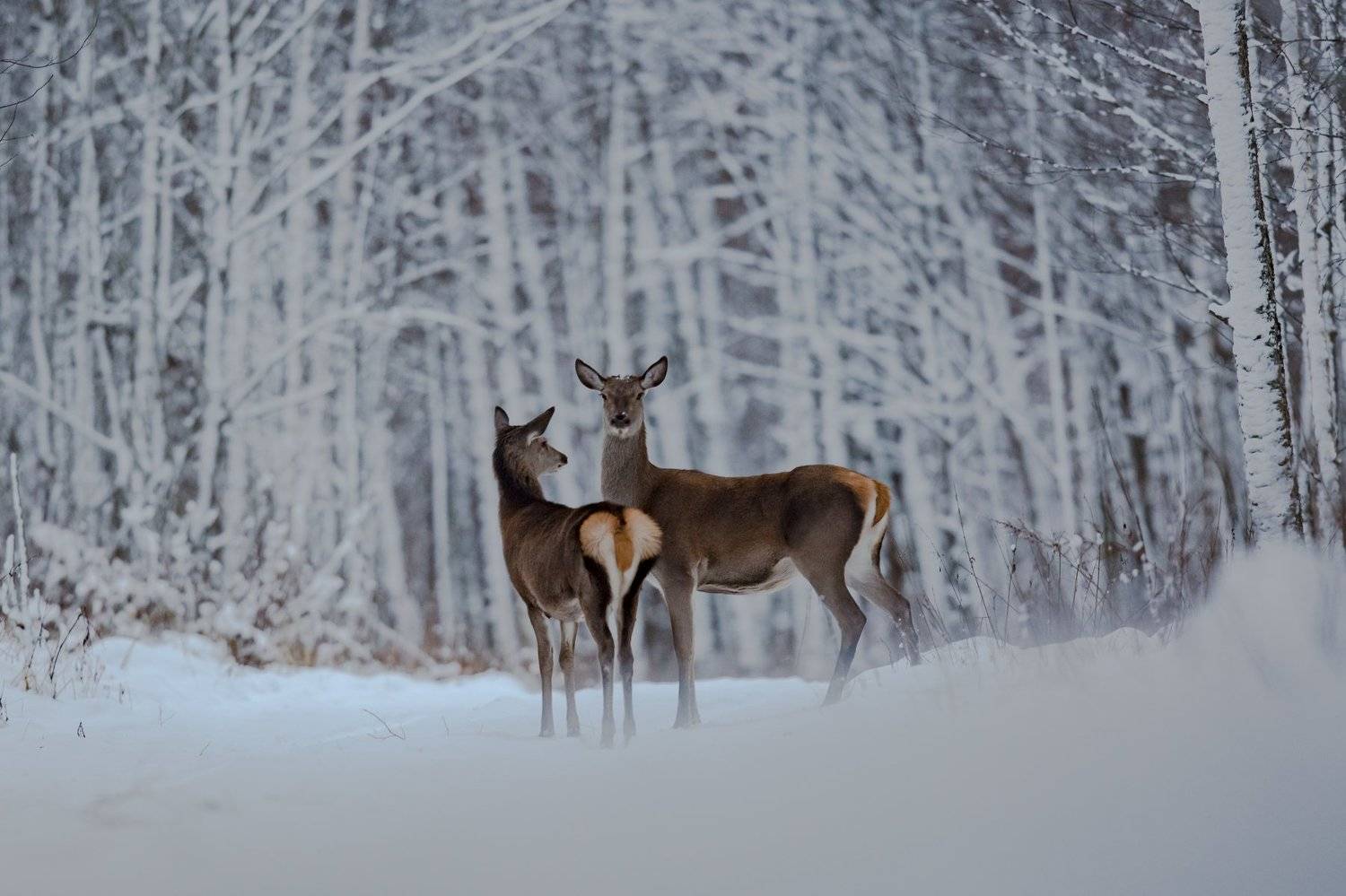 , Андрей Шимчук