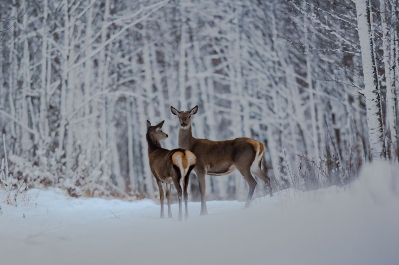 Олени фото превью