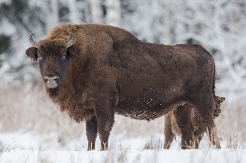 Дочки-матери. фото превью