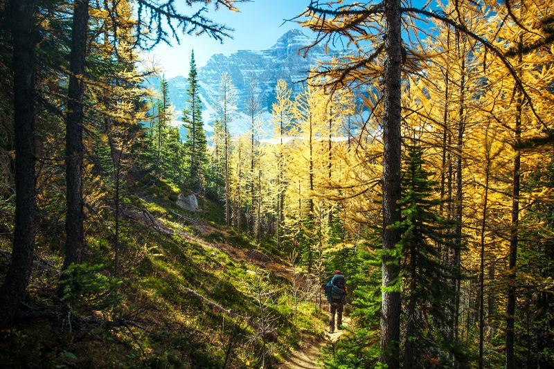 #canada #alberta #banff #banffnationalpark #amazingnature #explorecanada #canadainpictures #mountainpeaks #mounthungabee #autumnincanada #larchseason #canadianrockies #parkscanada #naturalbeauty #canadianphotography #wildplaces #canada_photolovers #mounta Getting closer фото превью