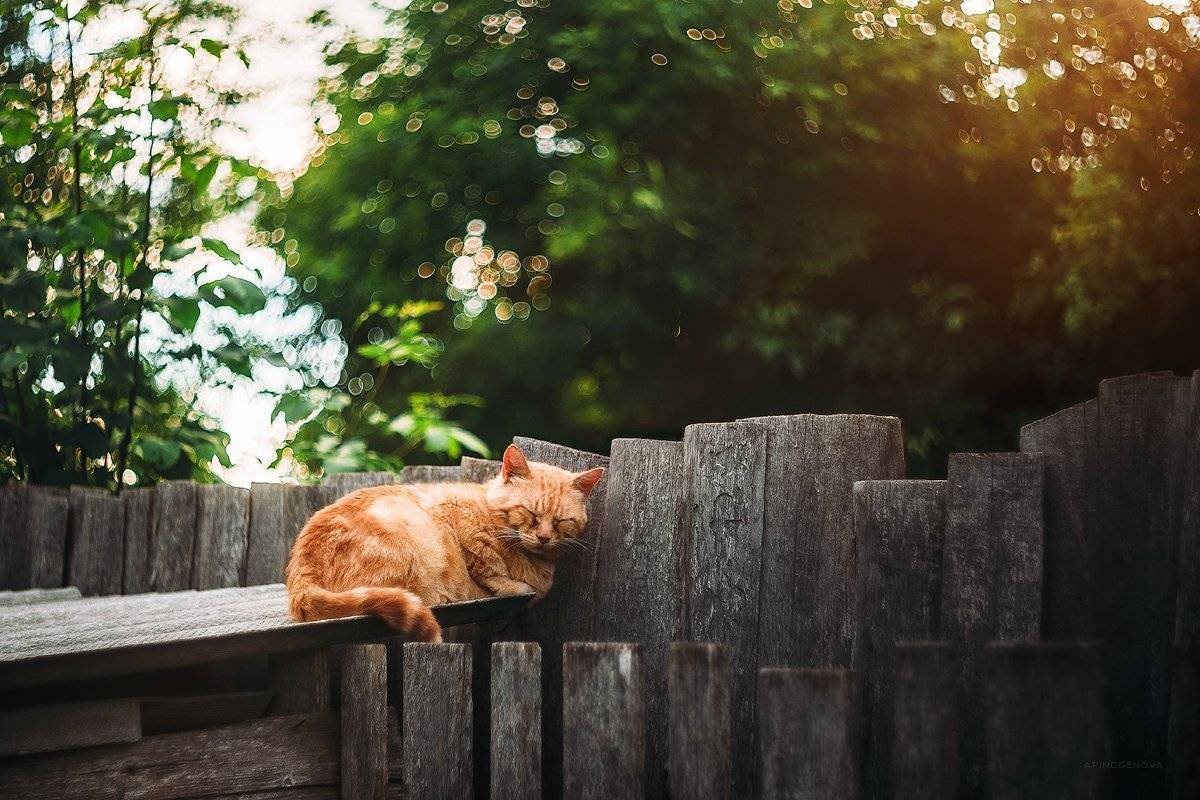 лето, кот, рыжий кот, боке, гелиос, Татьяна Афиногенова