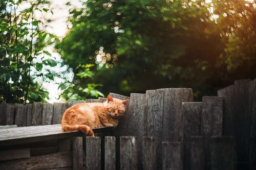 Сладкий сон