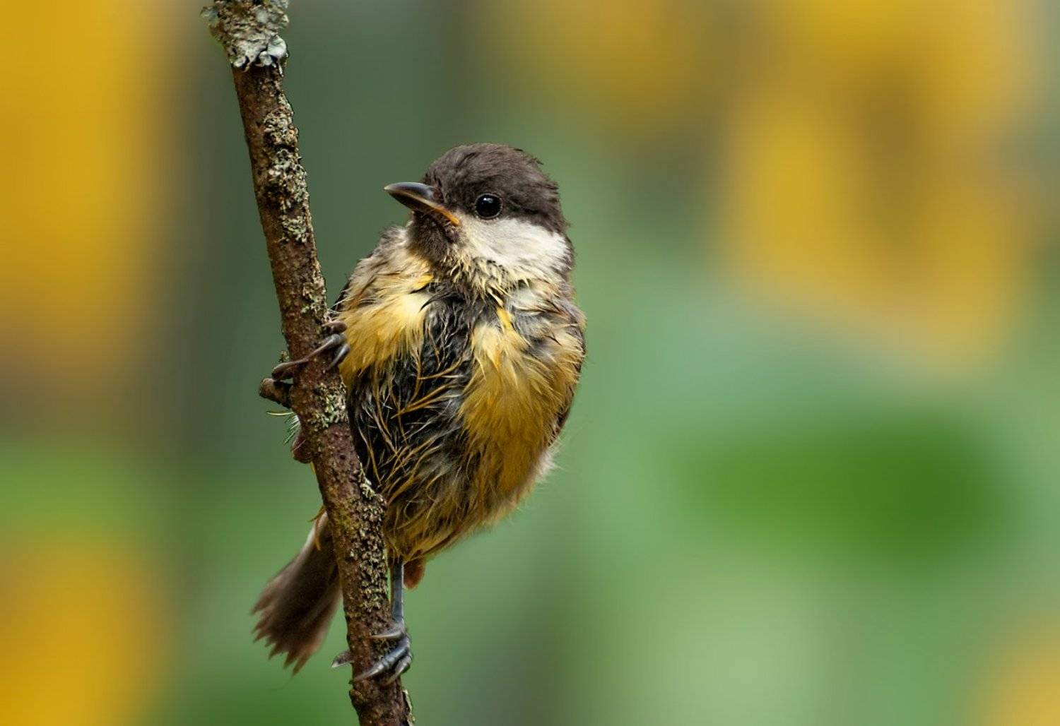 птица, синица, мокрая, ветка, Олег Тыркин