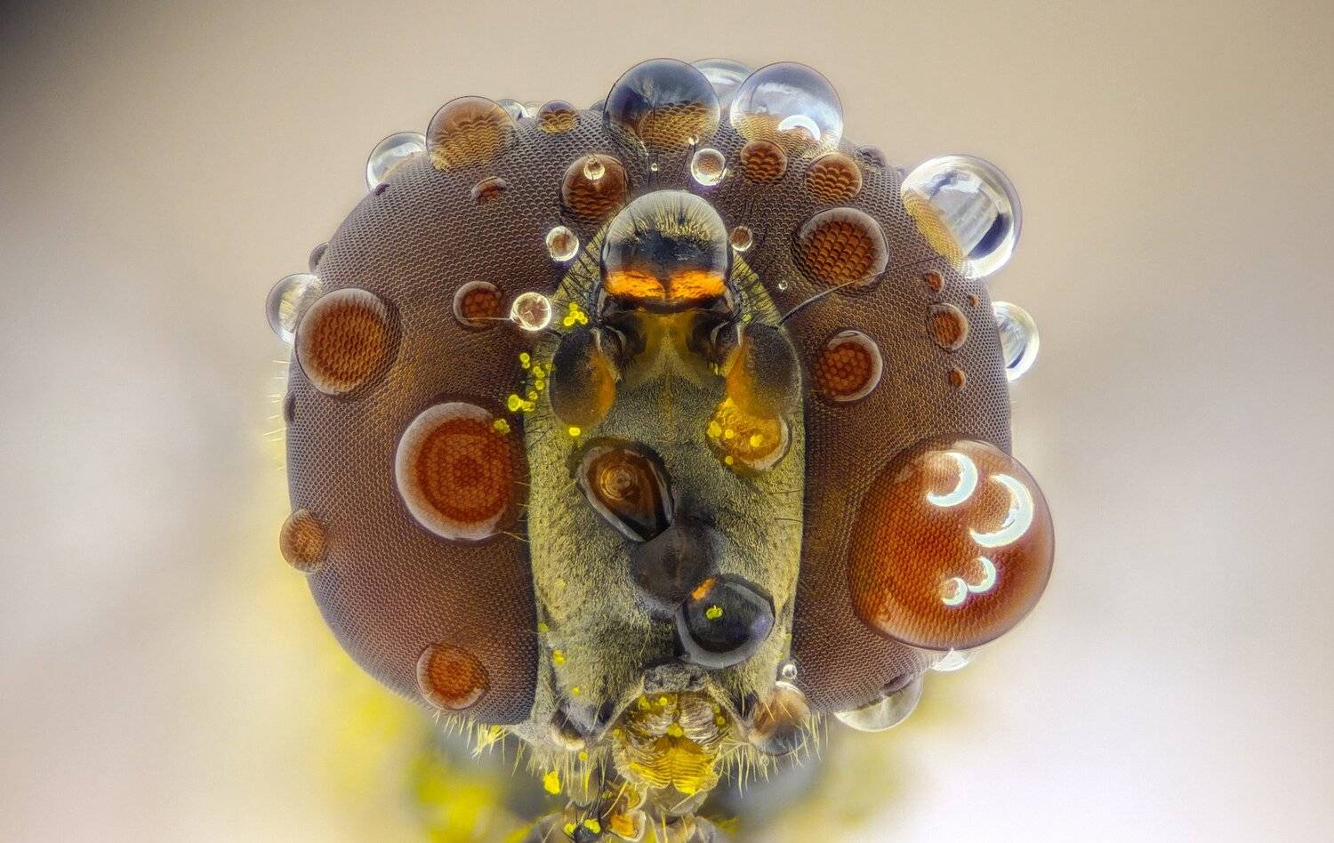 Автор: Tsvetan Ganev ceclii,macro,lgg4, extrememacro, макро, Tsvetan Ganev
