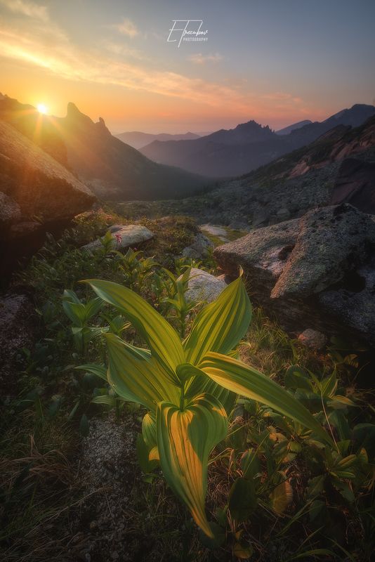 ергаки, свет, закат, солнце, трава, куст, горы Свет и магия заката! фото превью