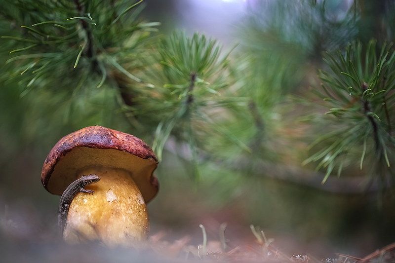 Охранник фото превью