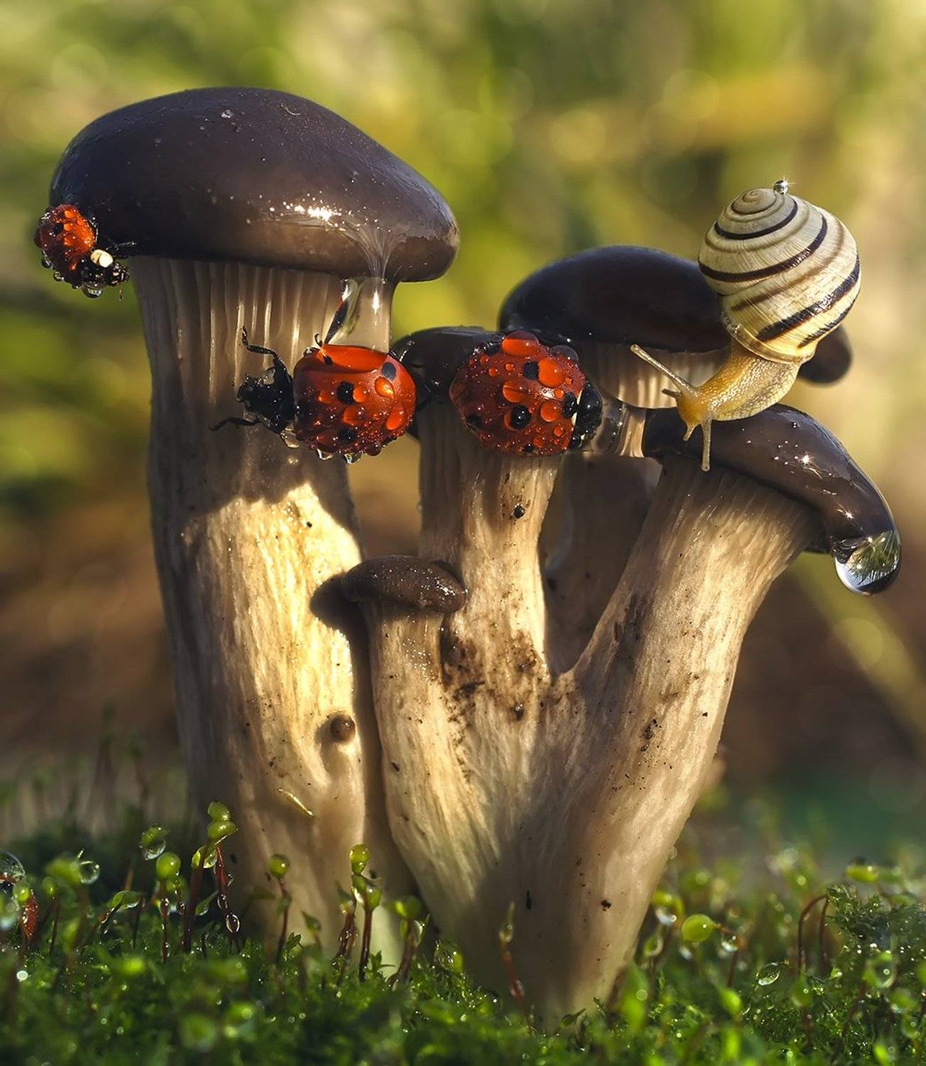 божья коровка,улитка,грибы,осень, Гарик Соколов