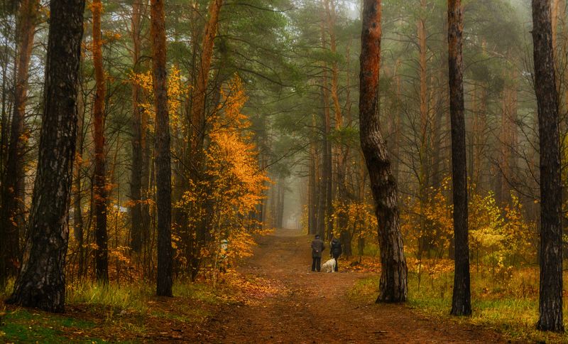 прогулка в лесу фото превью