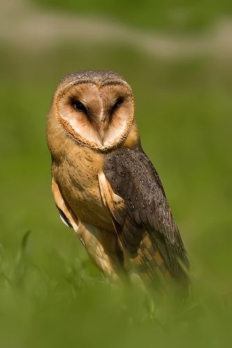 Tyto alba