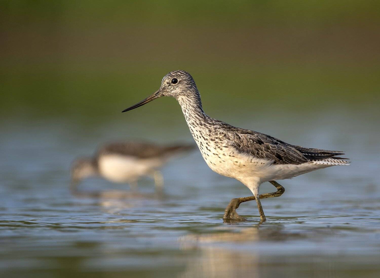 птицы,природа,лето, Андрей Киселёв