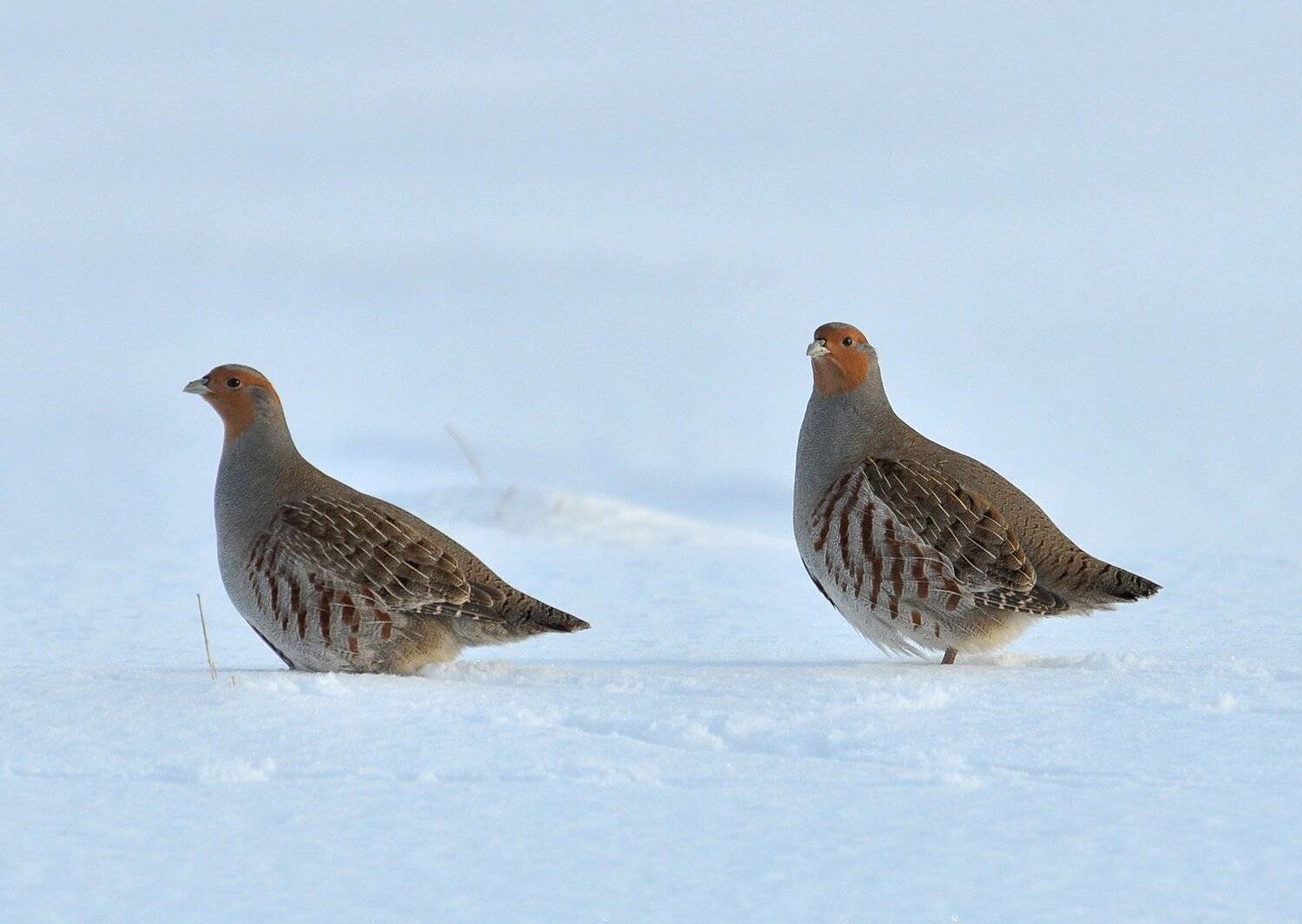 , Макеев Алексей